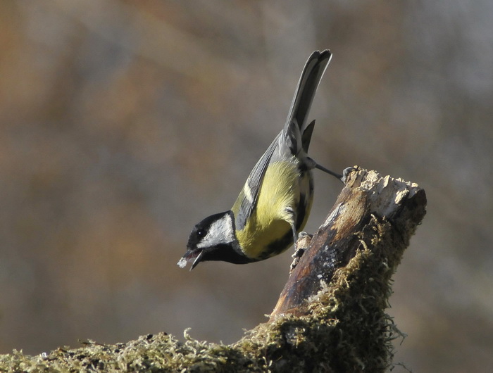 Virtuosismi di Cincia - Parus major